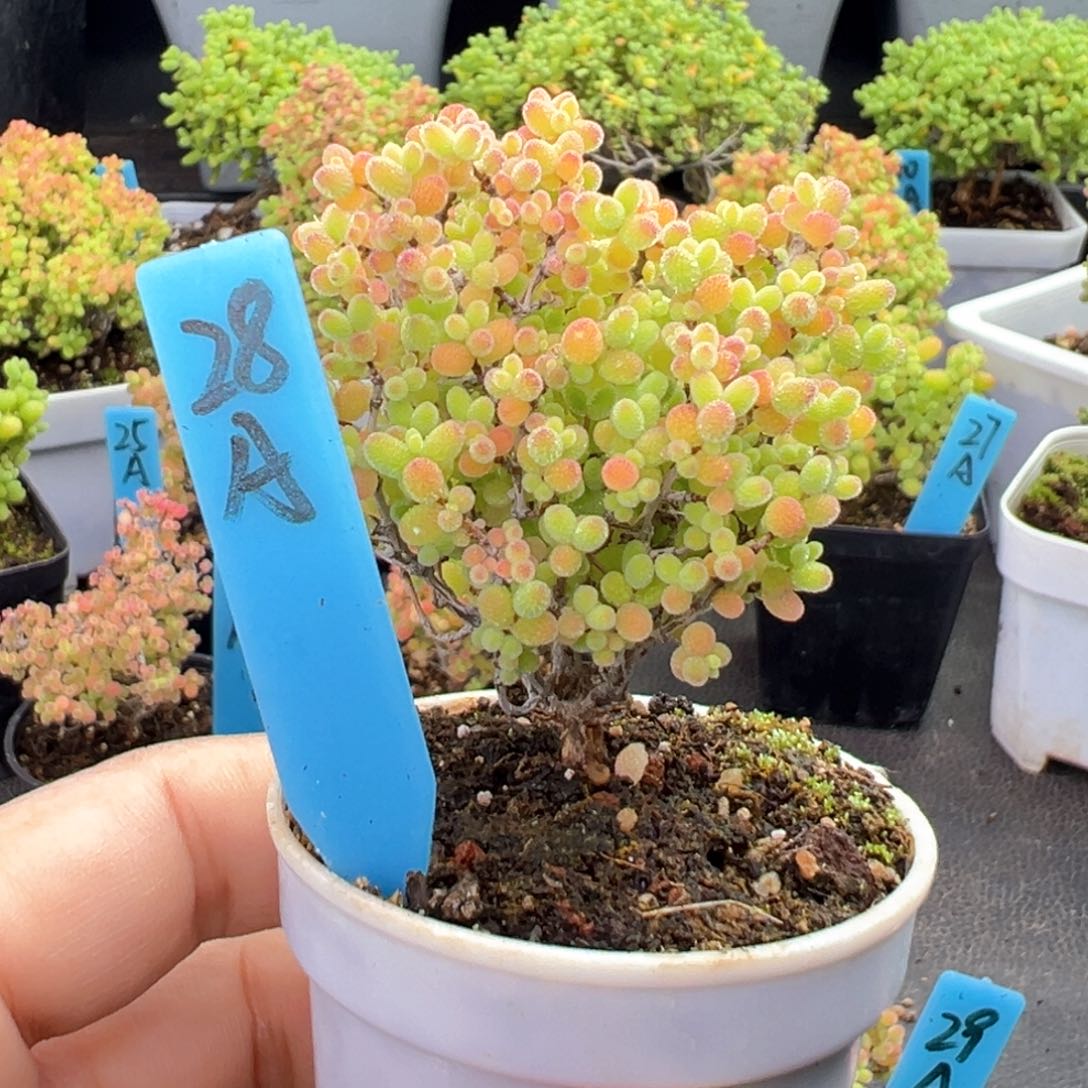 精控蜜橘糖球28号