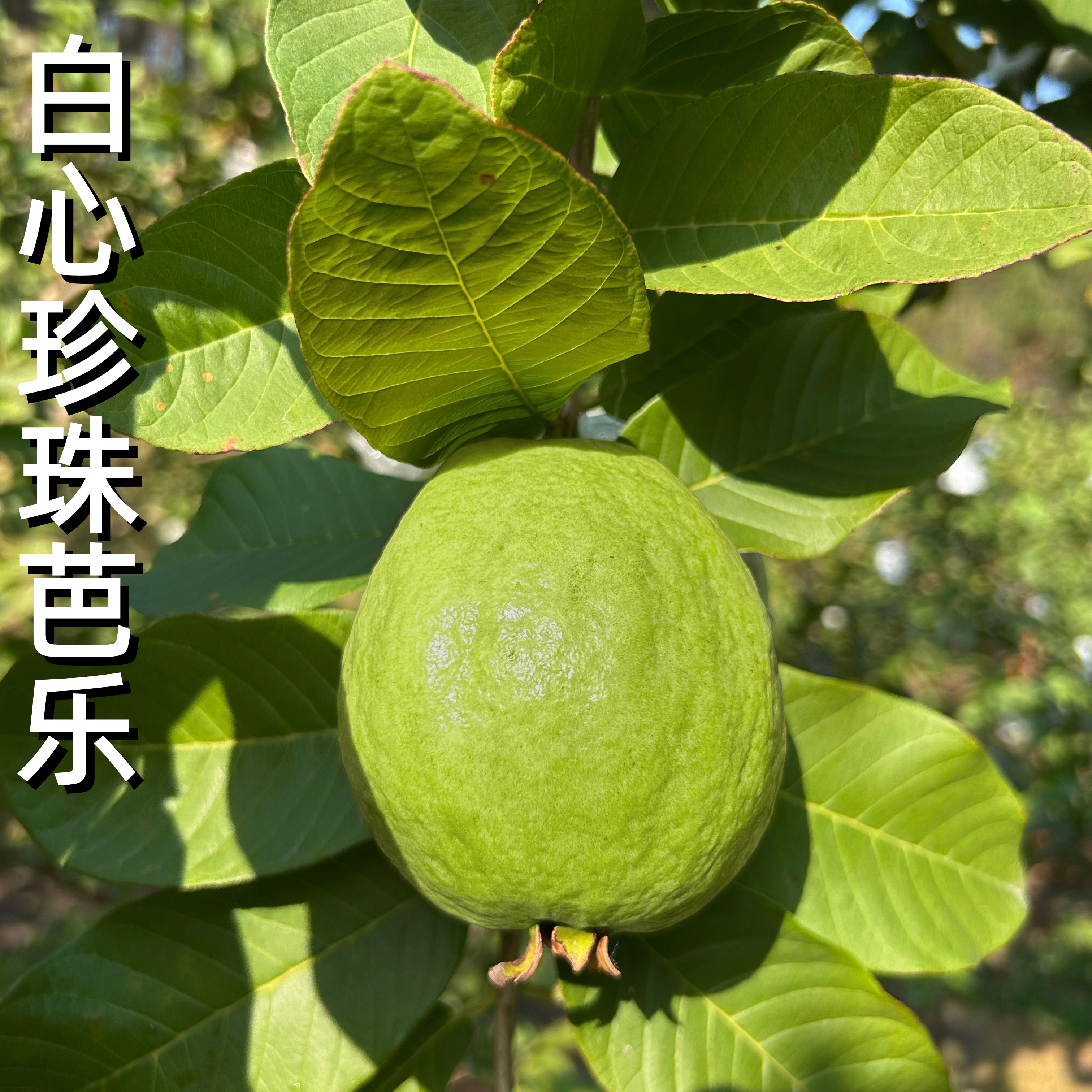 广东白心珍珠芭乐番石榴产地直供果园新鲜现摘现发新鲜当季鲜果