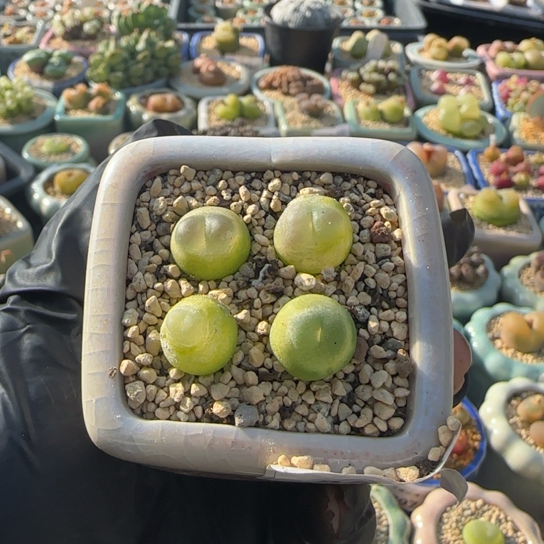 3538-一物一拍 带盆