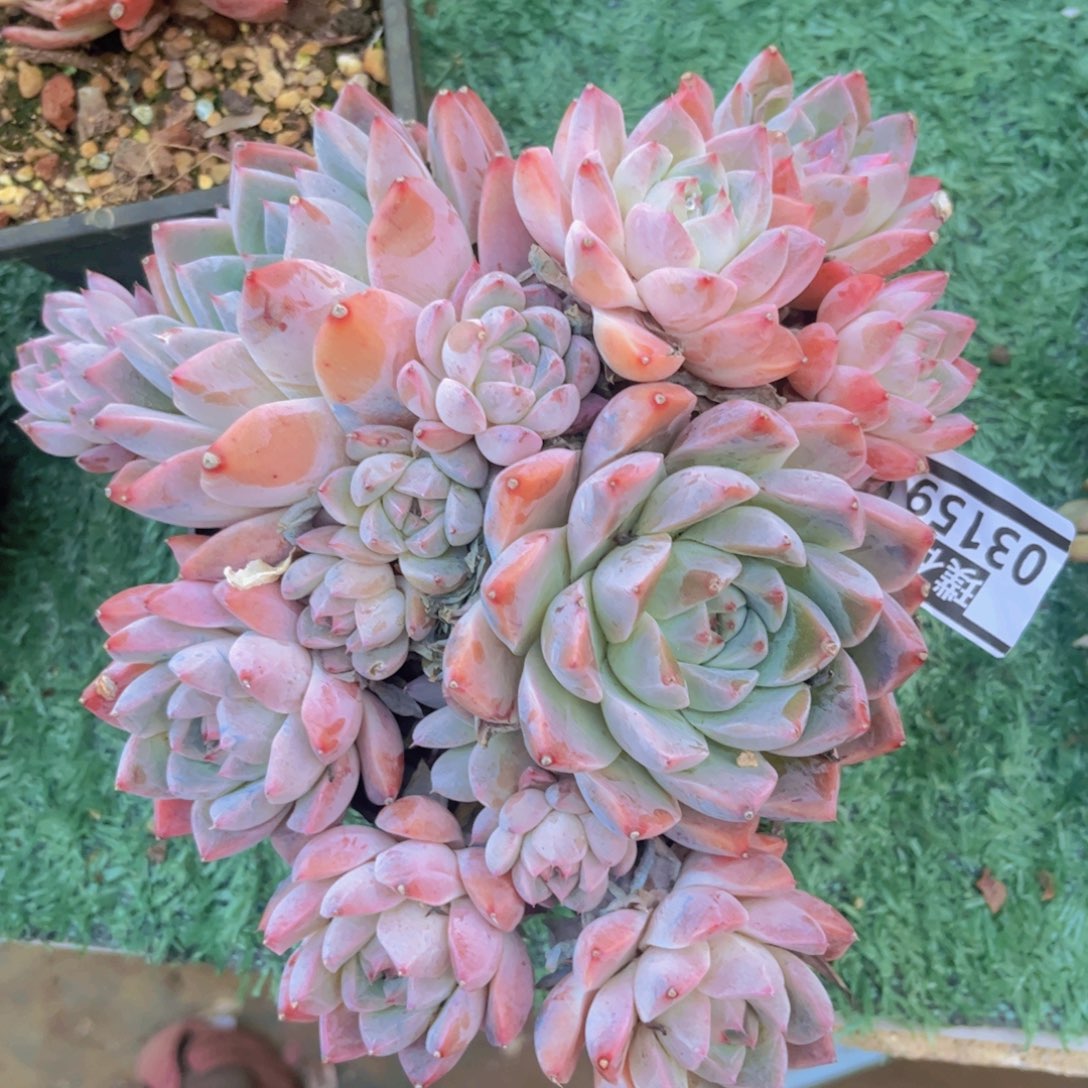 如梦令03159多肉植物