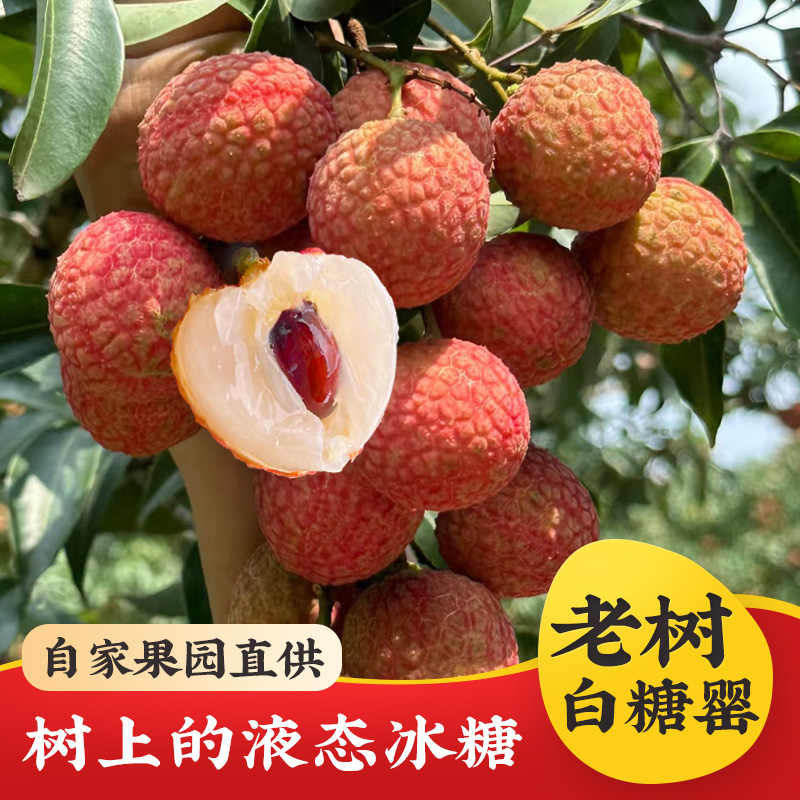 【纯甜白糖罂】【广州增城发货】【顺丰空运明天到】【不泡药水更安全】【现摘现发更新鲜】荔枝10斤装荔枝同城送