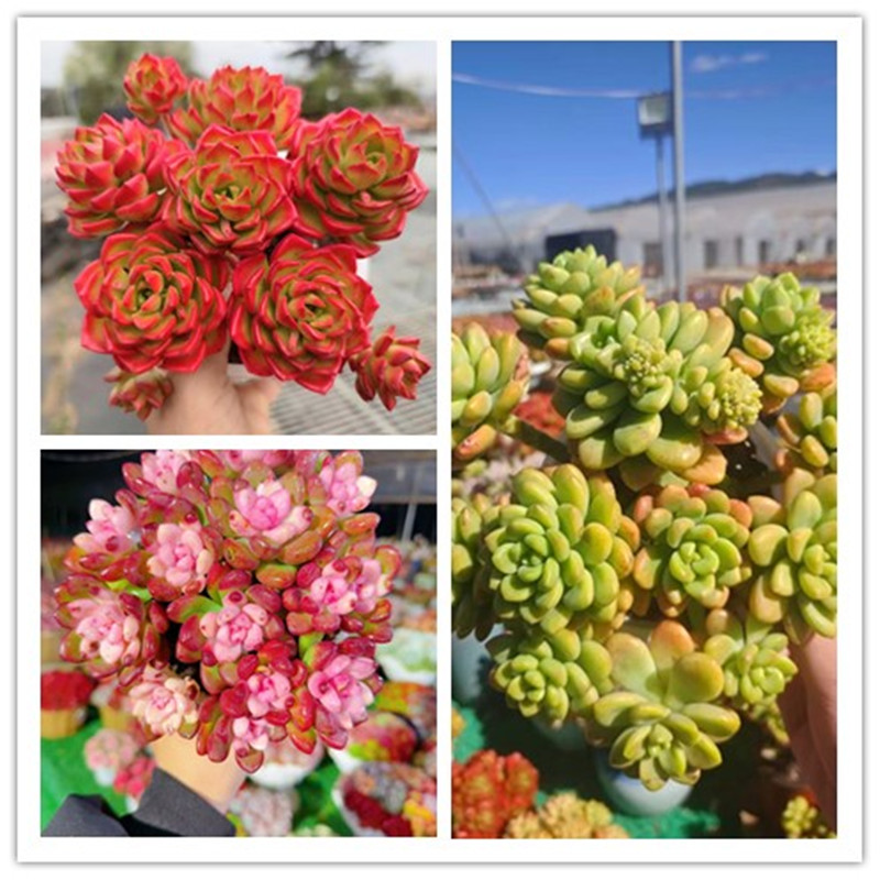 XS香格里拉锦+完美仙子+蒂亚锦 带盆栽好美观多肉植物