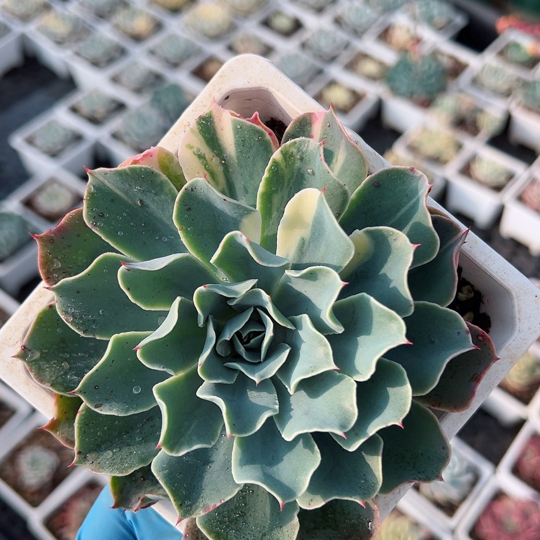 海啸锦，少锦120盆满盆