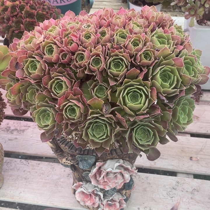 多肉葡萄多汁水果多香辣白