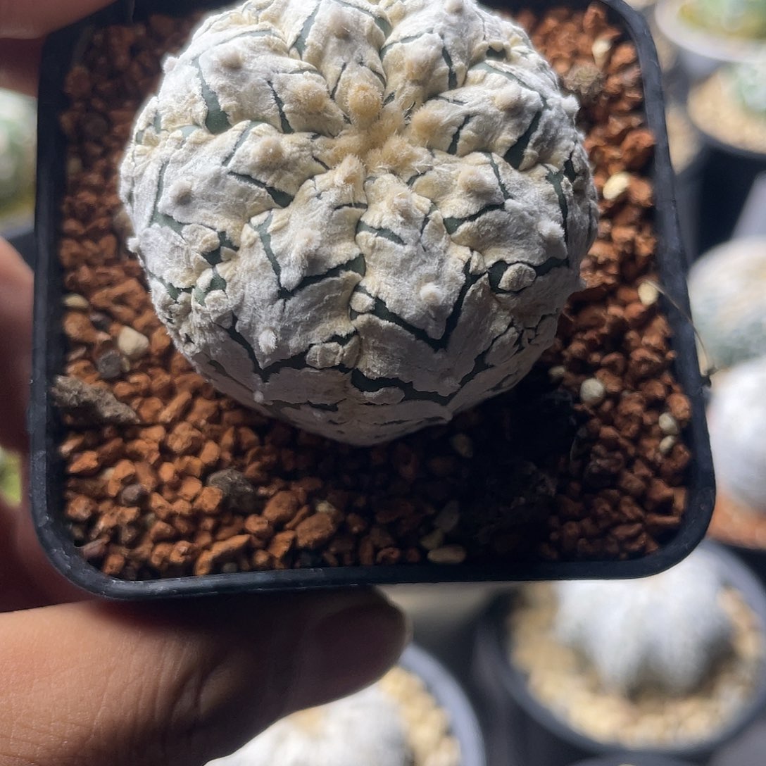 一物一拍泰系实生 106