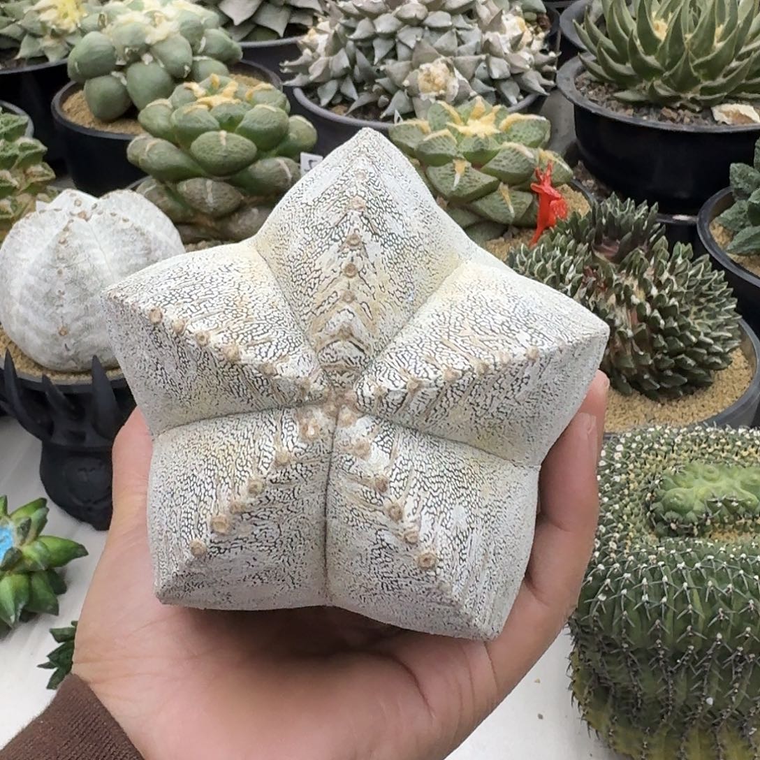 苗接自根恩冢，暂未开根