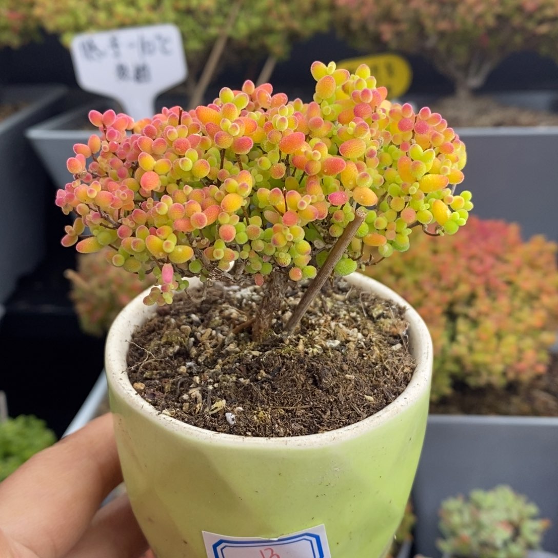 无花朵13号蜜橘糖球（带盆）