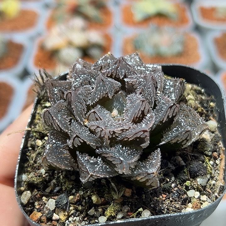 十二卷多肉魔刺玉露