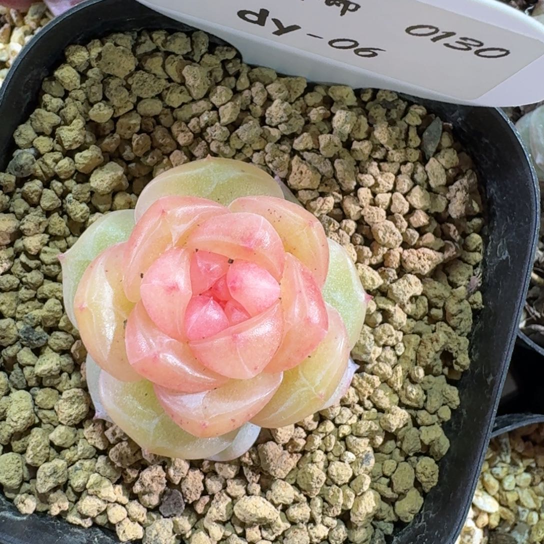 0130-06-追月单头