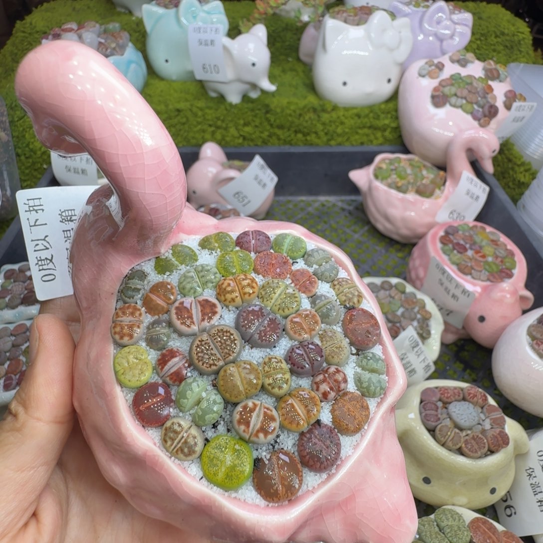 长****多肉植物福利冲681