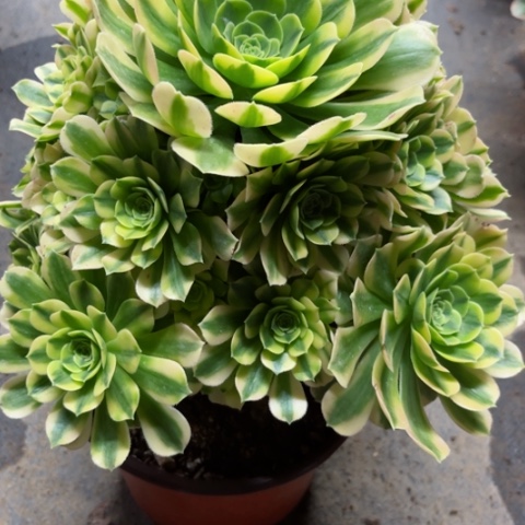 多肉植物金丝翡翠锦