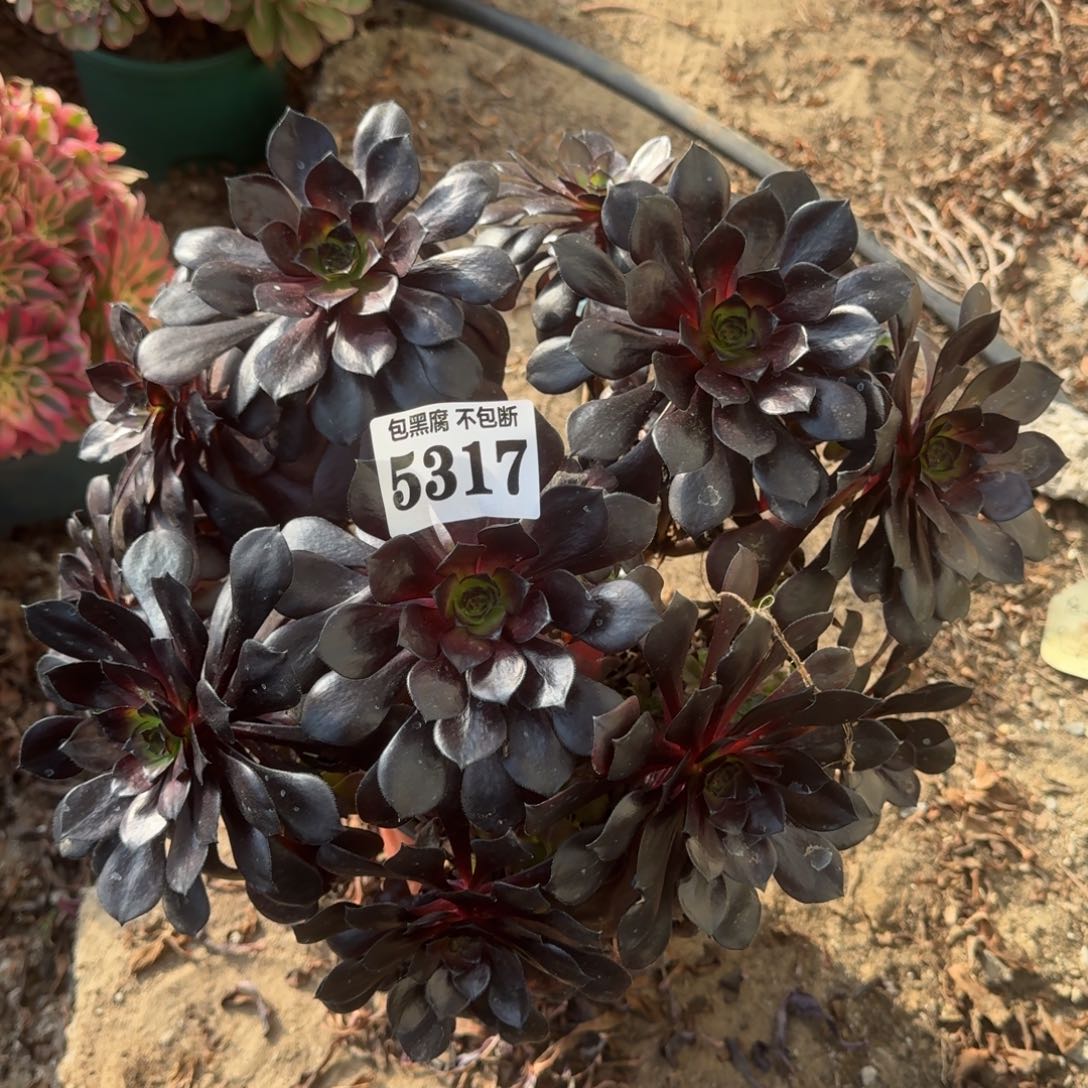 法师黑曜石5317 18-46