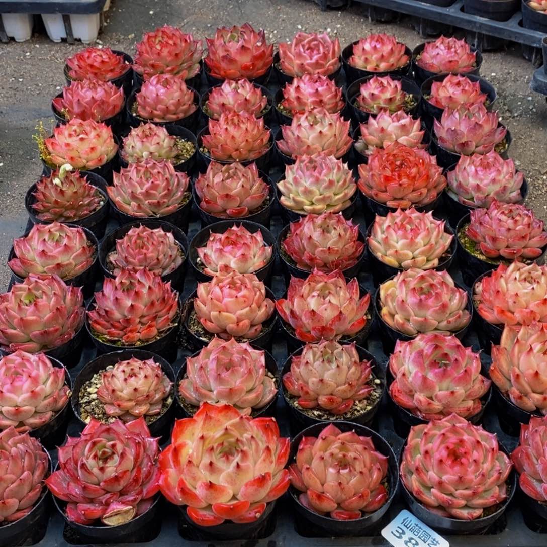 -****困380多肉植物保护研究所所长助理研究员