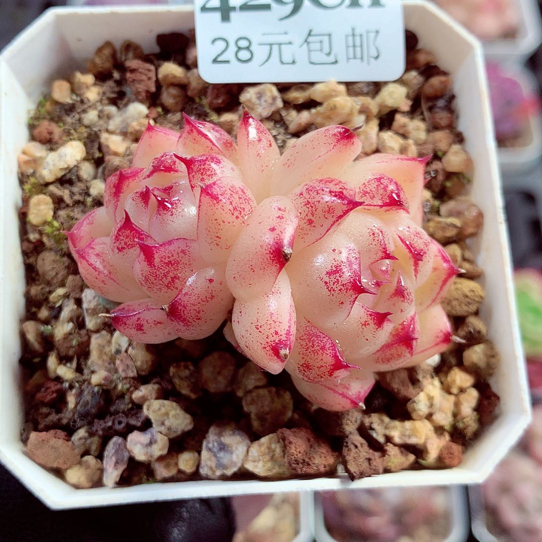 5厘米盆精控多肉429