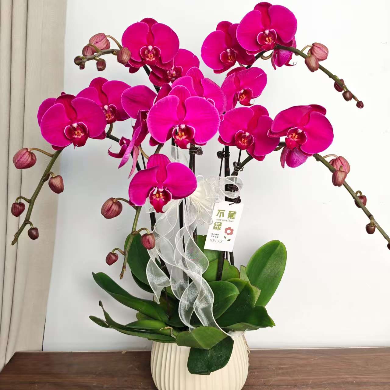 【大辣椒】经典年宵蝴蝶兰 紫红色系  乔迁新婚送礼  室内花卉