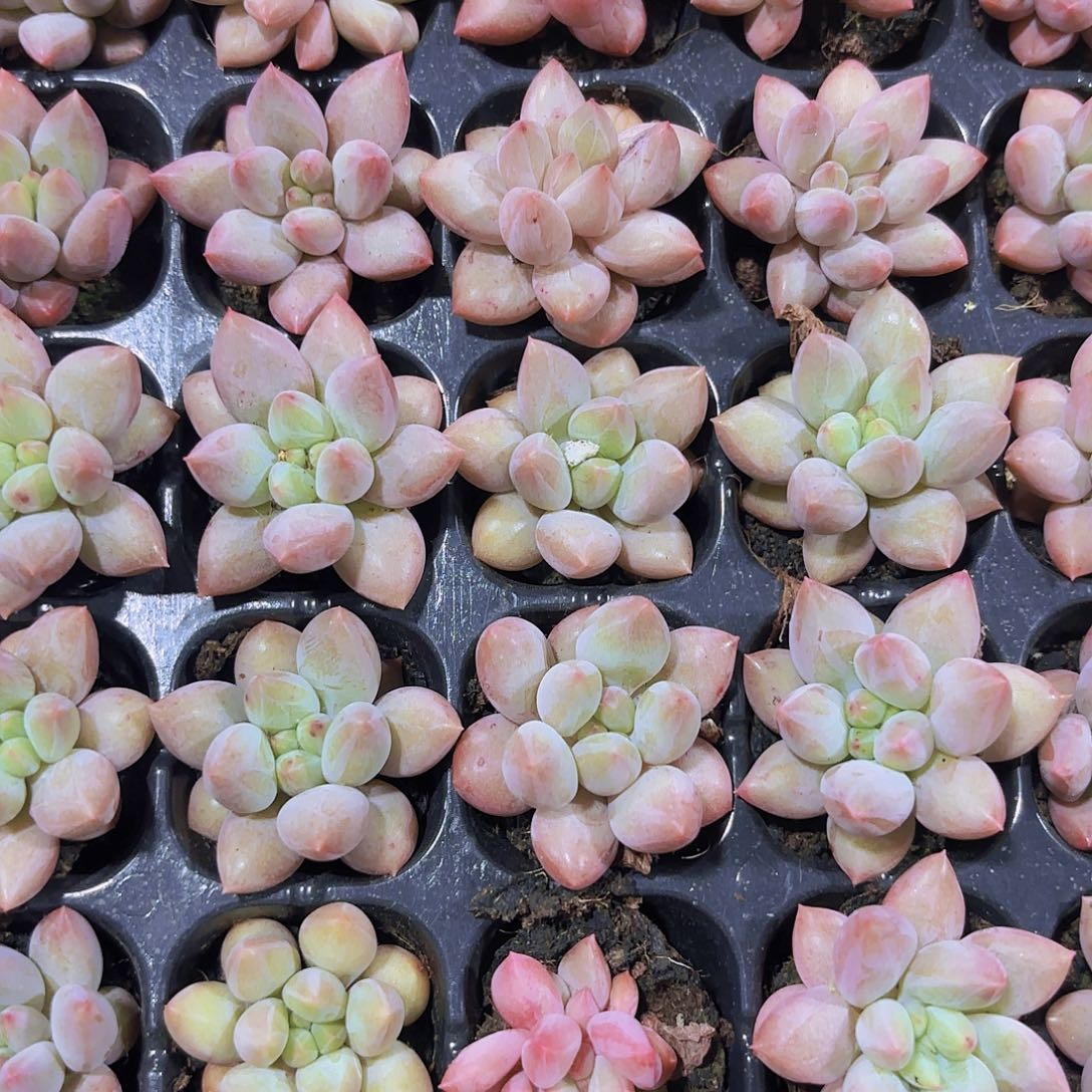 小穴苗金鱼姬多肉植物