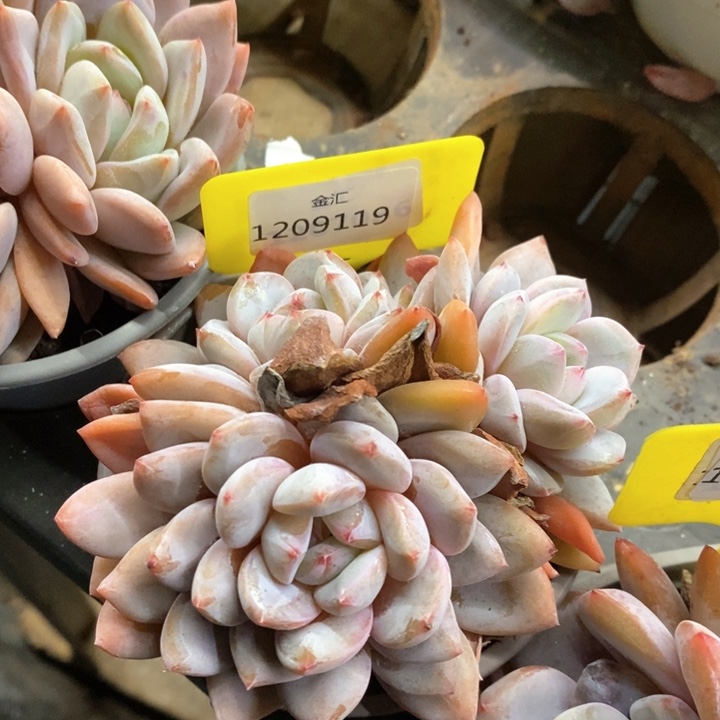 福利多多。1209119