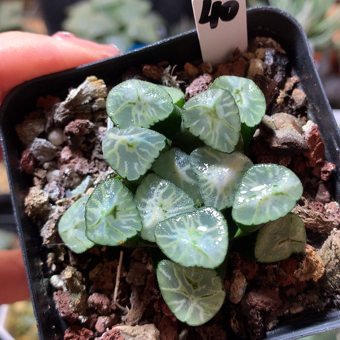 40号火烧云万象带盆土