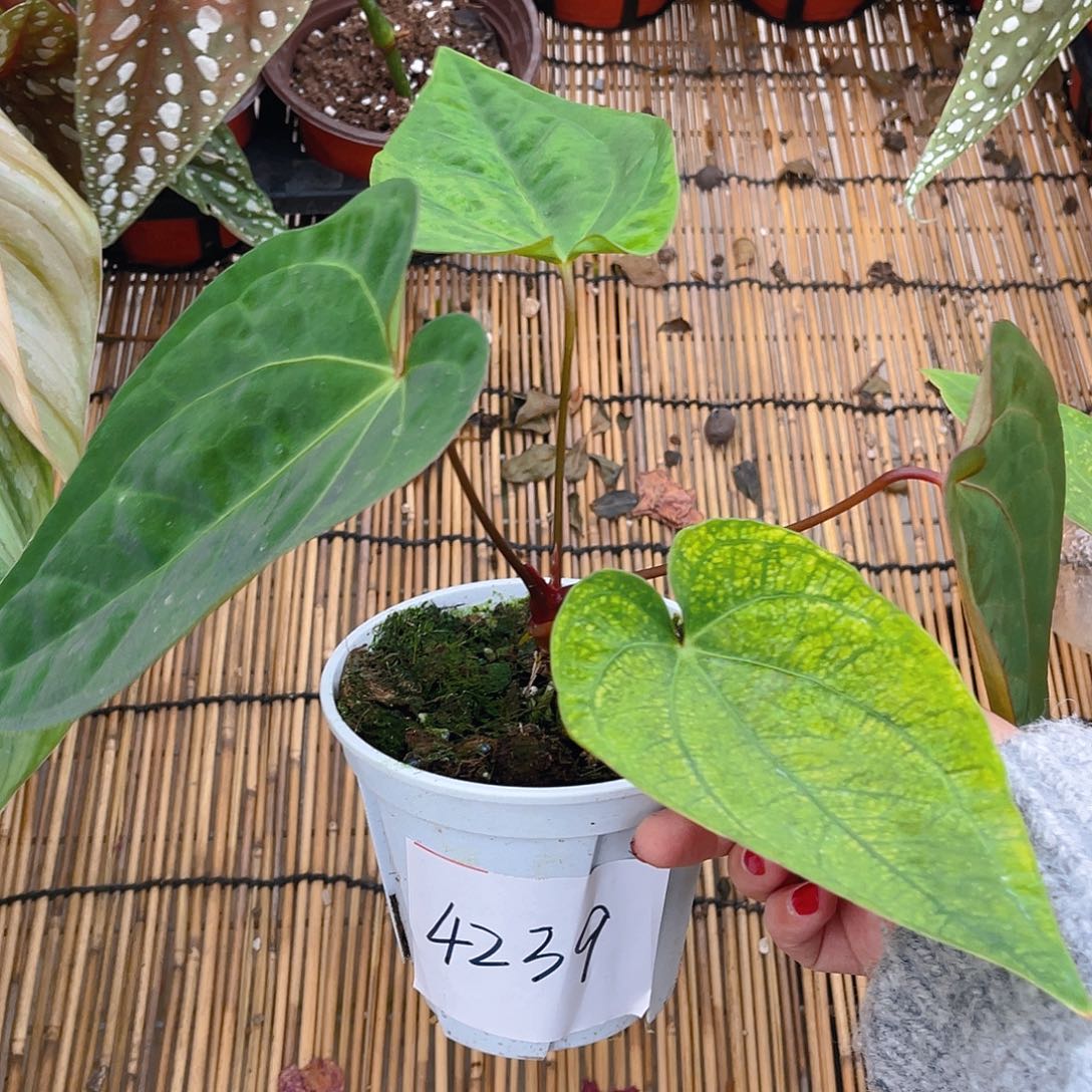 完全开放猫**?4239黑凤凰一物一拍