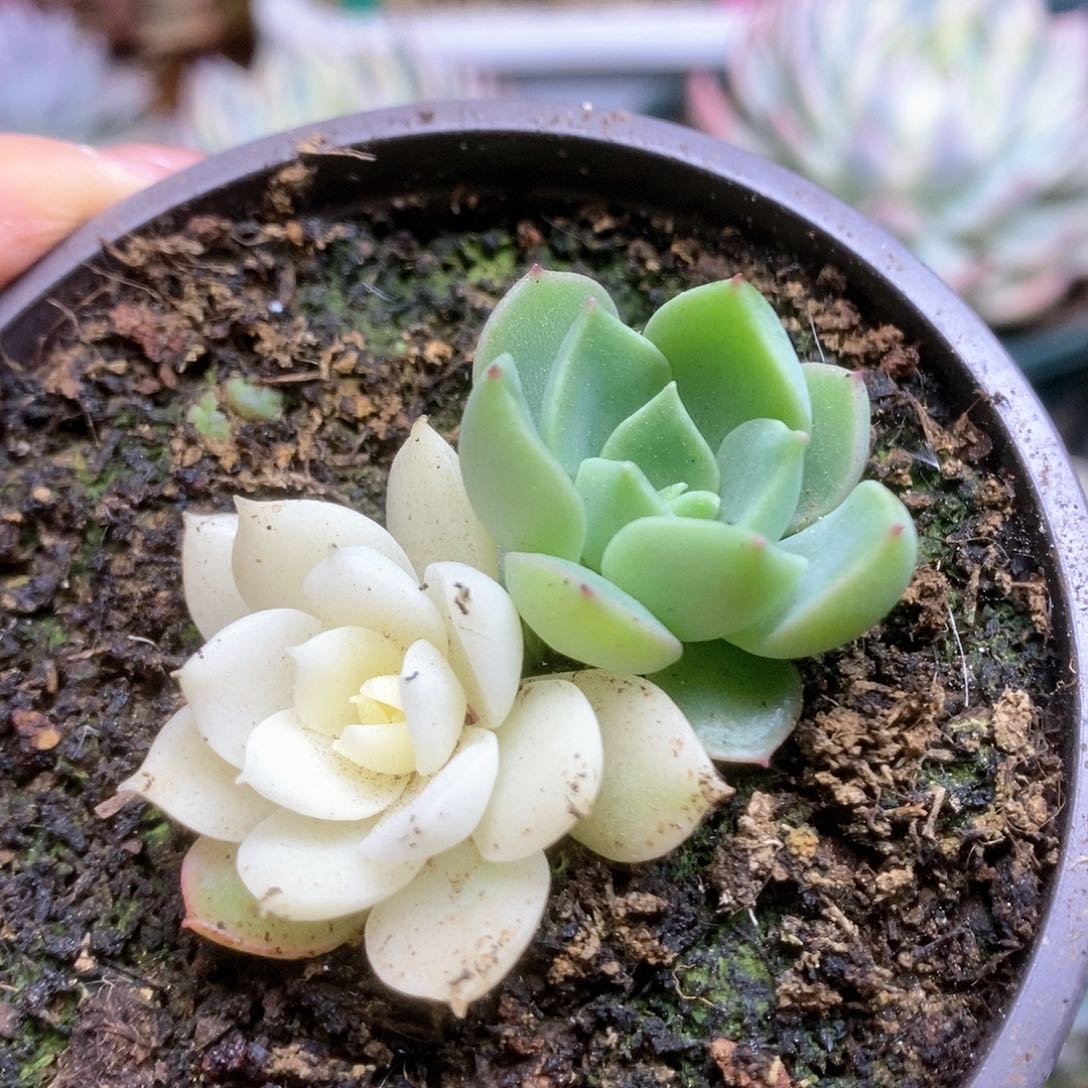 121加勒比海蓝锦锦锦锦