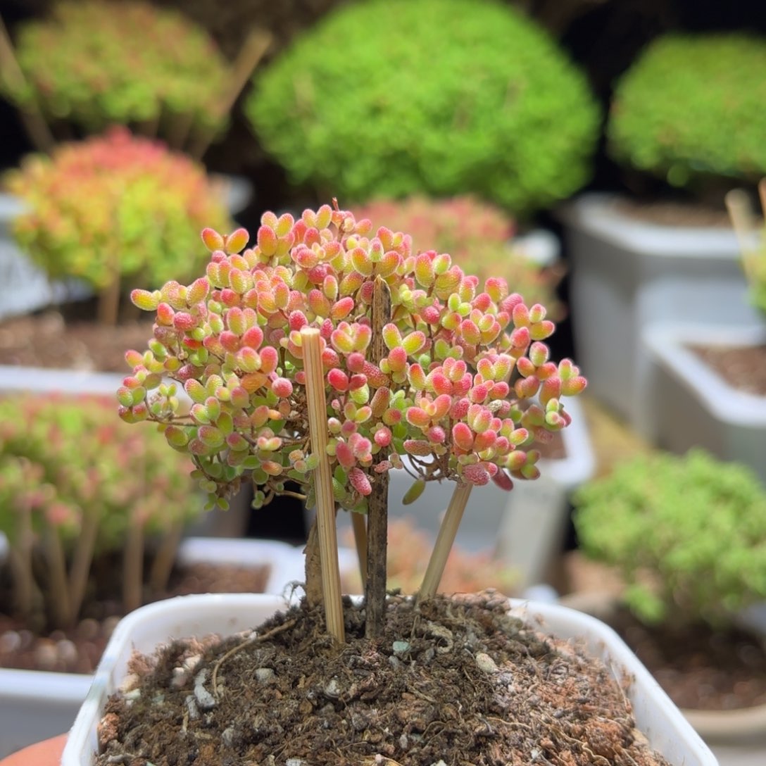 枝干番杏蜜橘A979