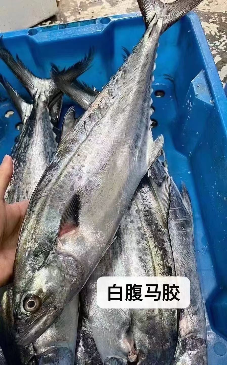 汕尾本港新鲜白腹马胶鱼拨鱼1500g香煎红烧生鲜冷链快递