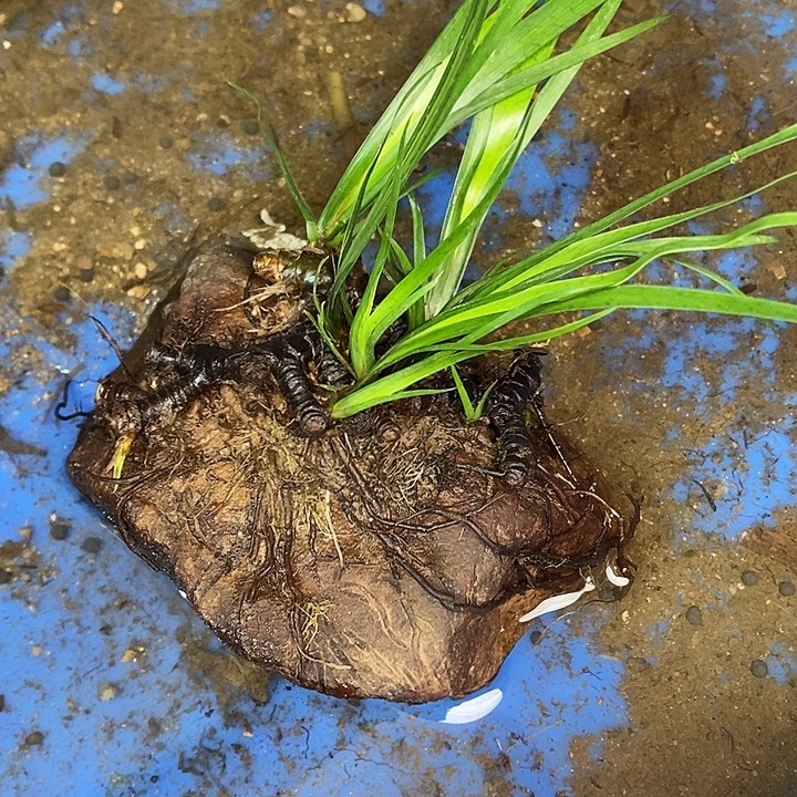 驰***横无花朵石菖蒲在这