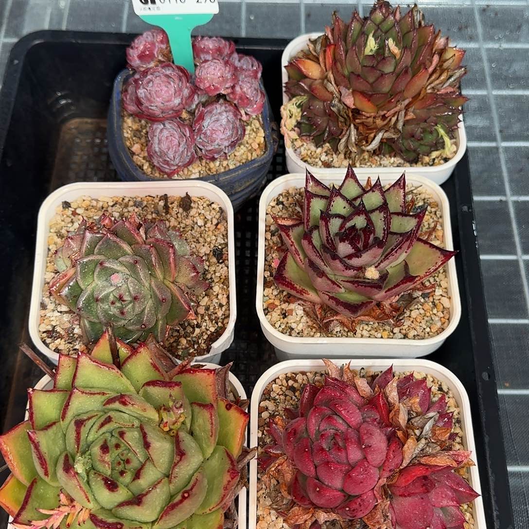 从前慢花园精选0116/298