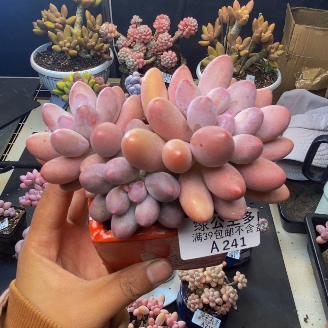 241丸叶汤圆多肉9c m