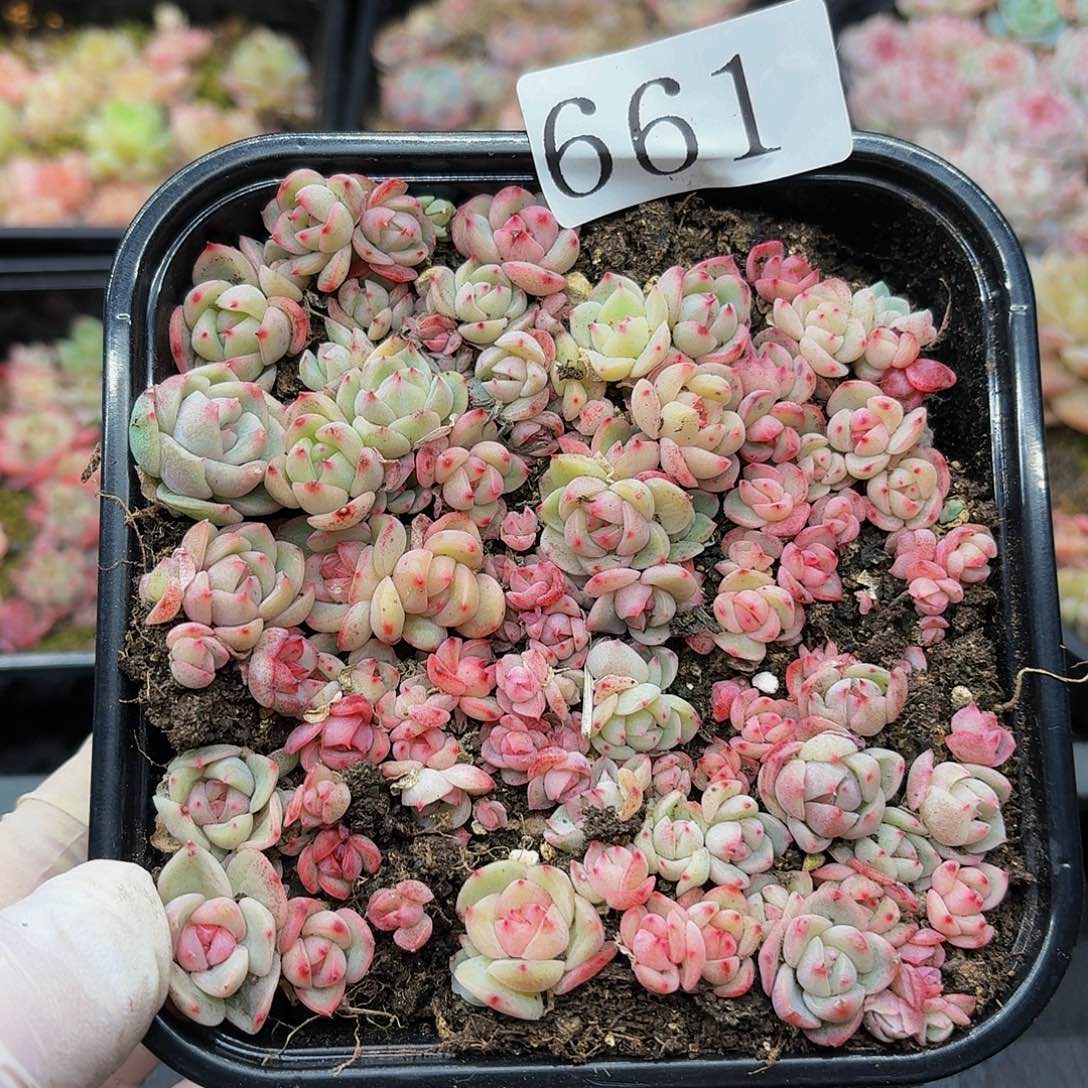 可**鹎多肉植物多肉植物661