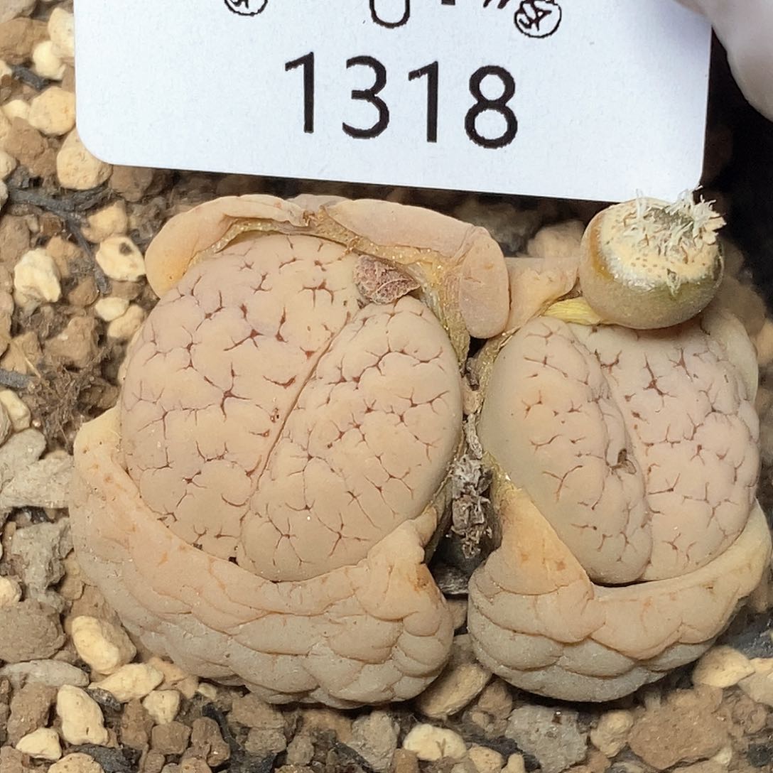 1318。零下拍保温。