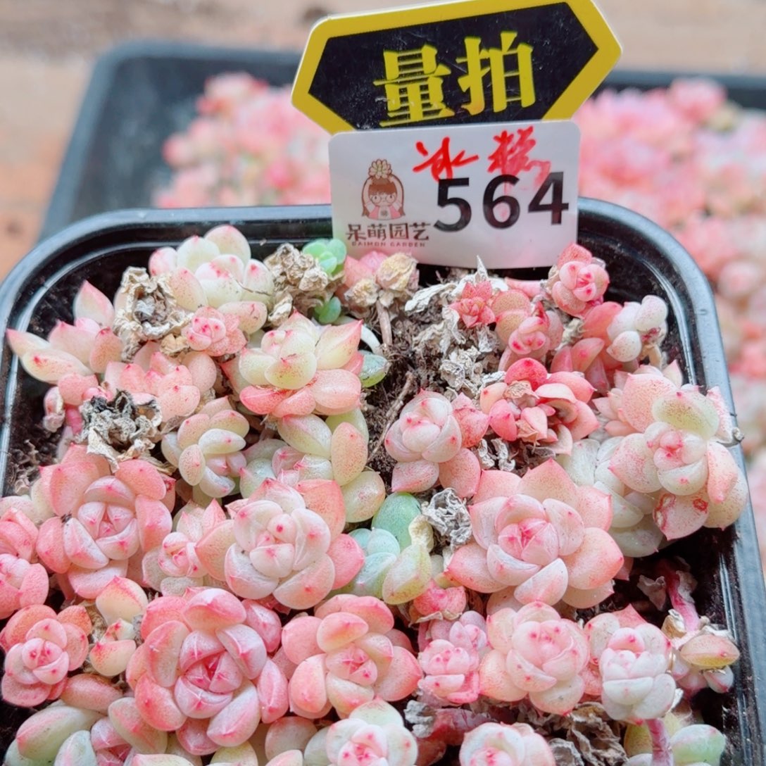 多肉植物多肉植物