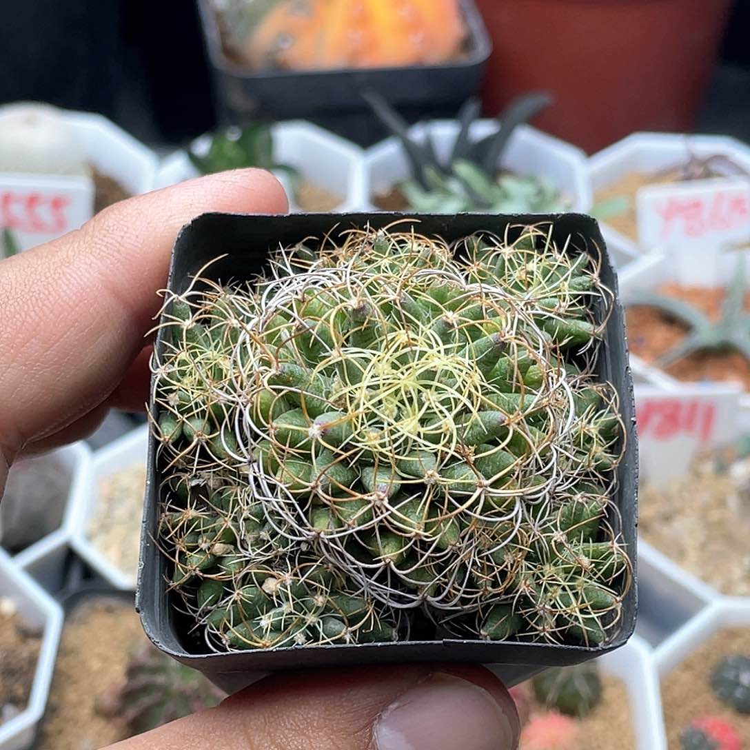 实生黄金卷叶琴丝仙人球