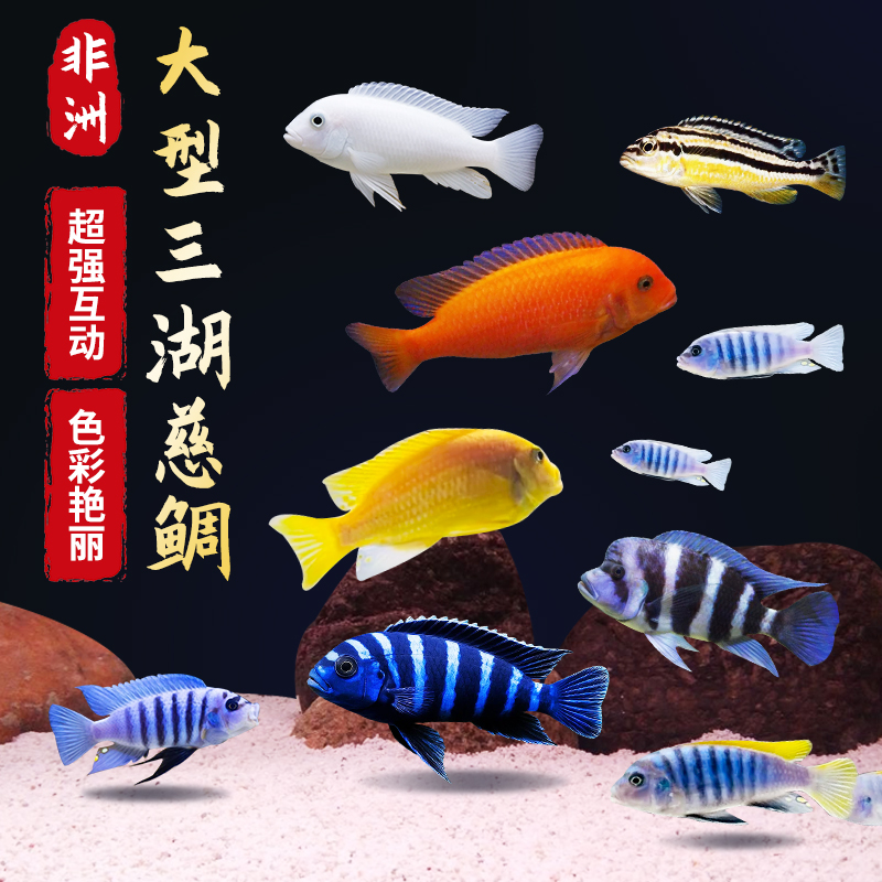 三湖慈鲷鱼热带淡水观赏鱼小型杂鲷科鱼好养耐活白蓝斑马鱼观赏鱼