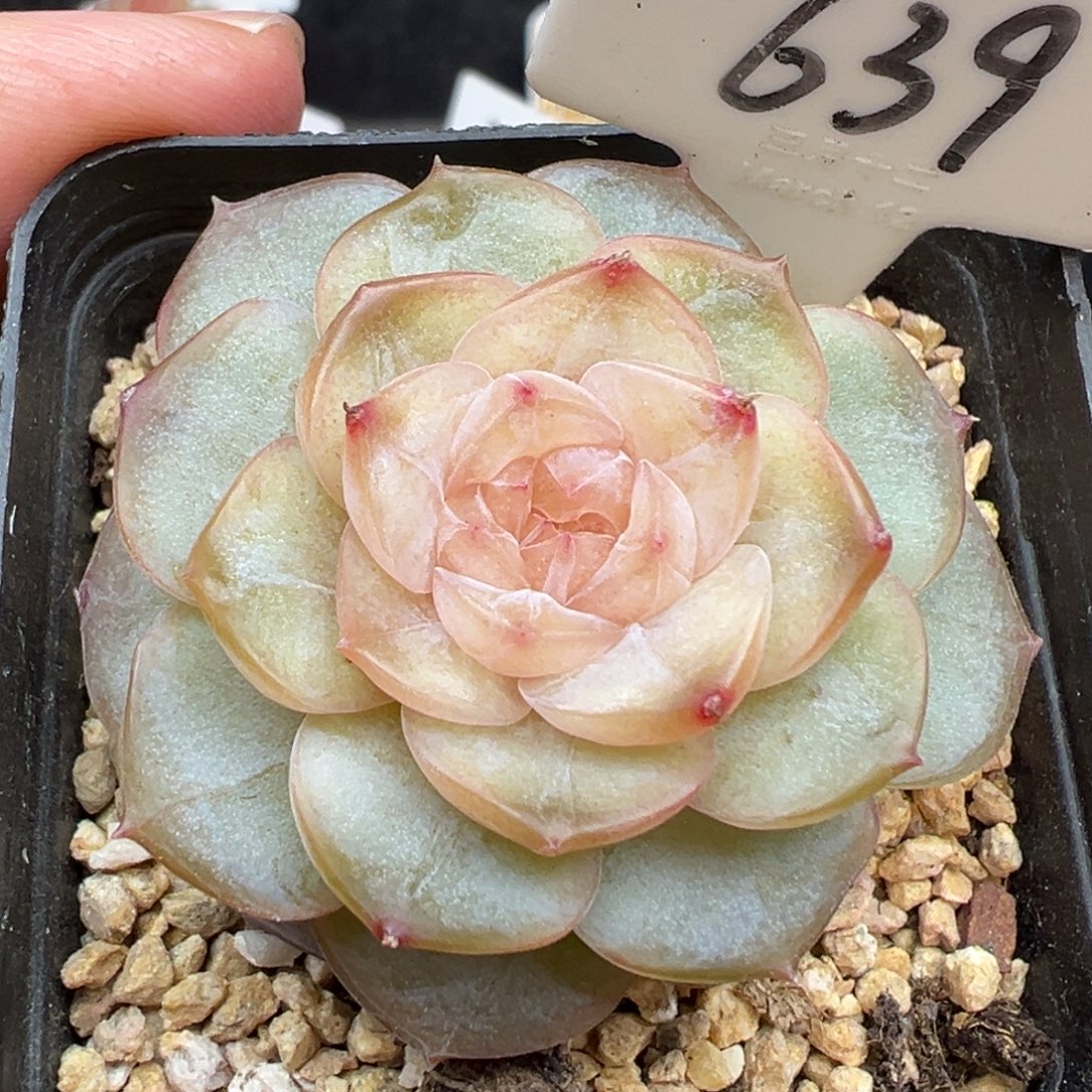 639号风花雪月系列芙蓉