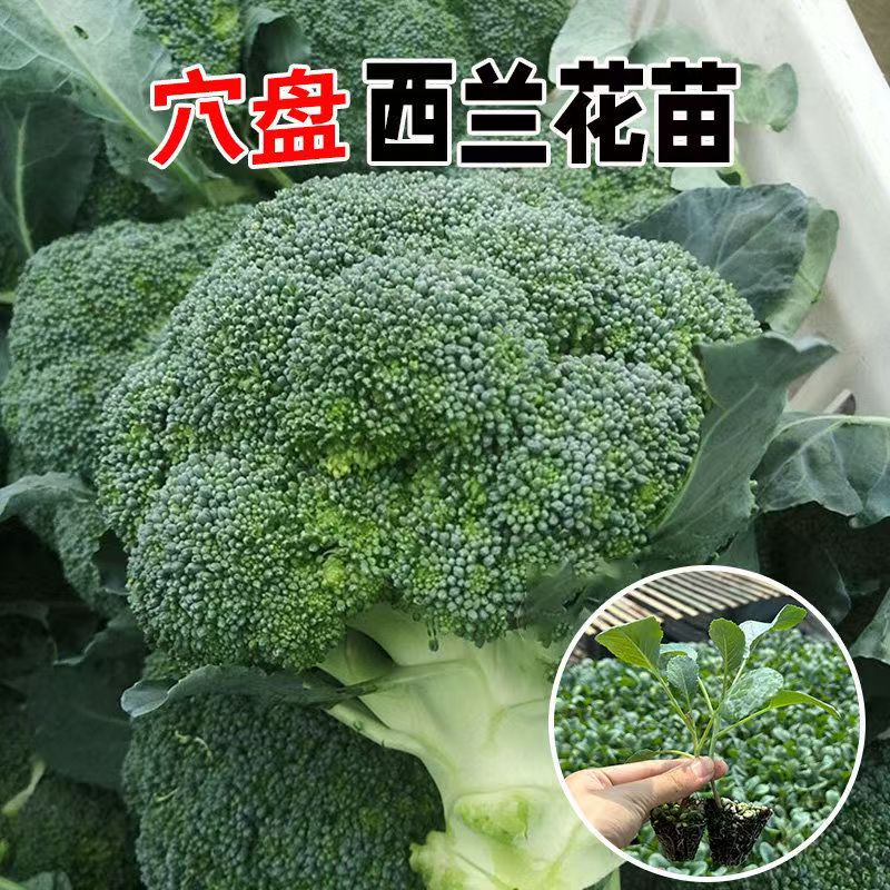 西兰花青花苗幼苗青花秧苗耐寒庭院田园可种蔬菜秧苗抱子甘蓝