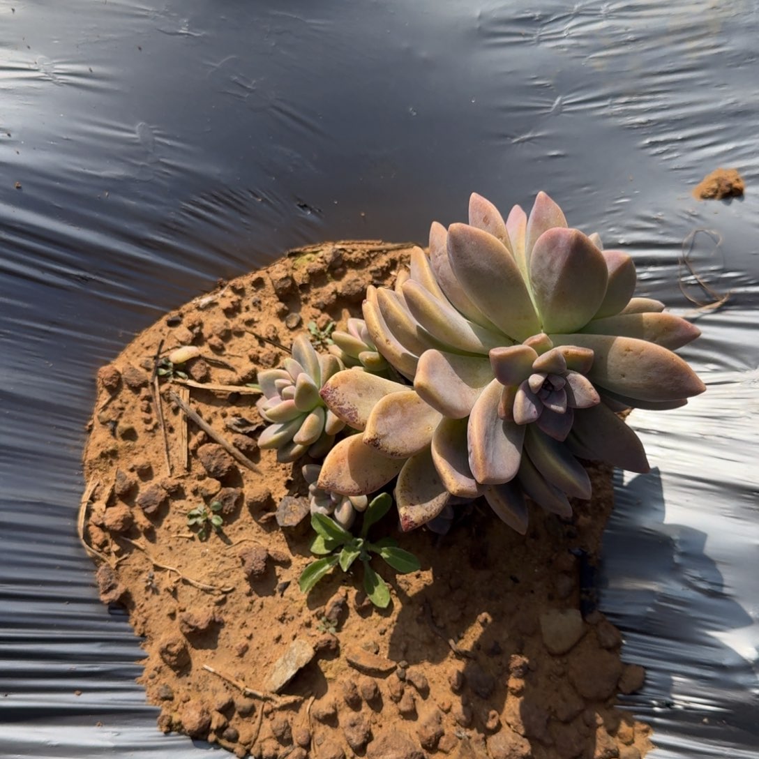 淡雪砍头苗 十个 不包损