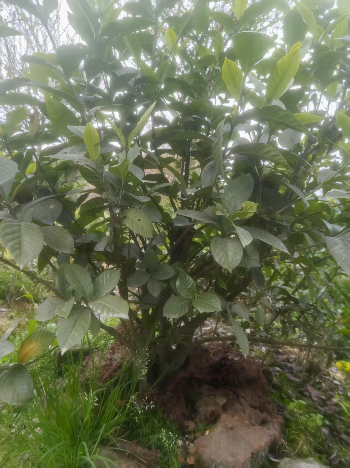 大叶牡丹栀子花室内室外可养’不浇水，不遮阳，乱施肥不售后