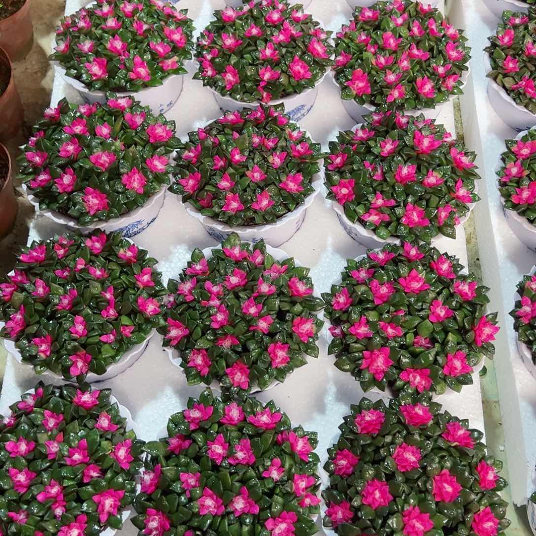 吹雪卡日松多肉植物