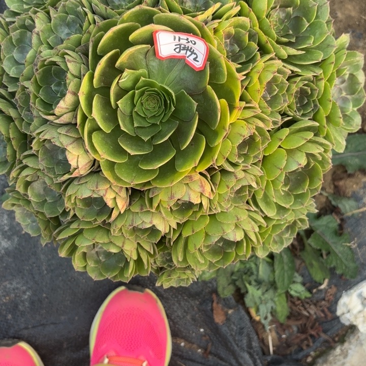 万拉丝多肉法师不包损42