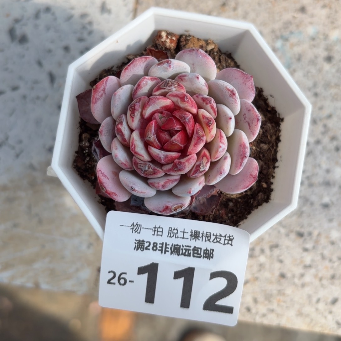 白衣圣代多肉多肉多肉