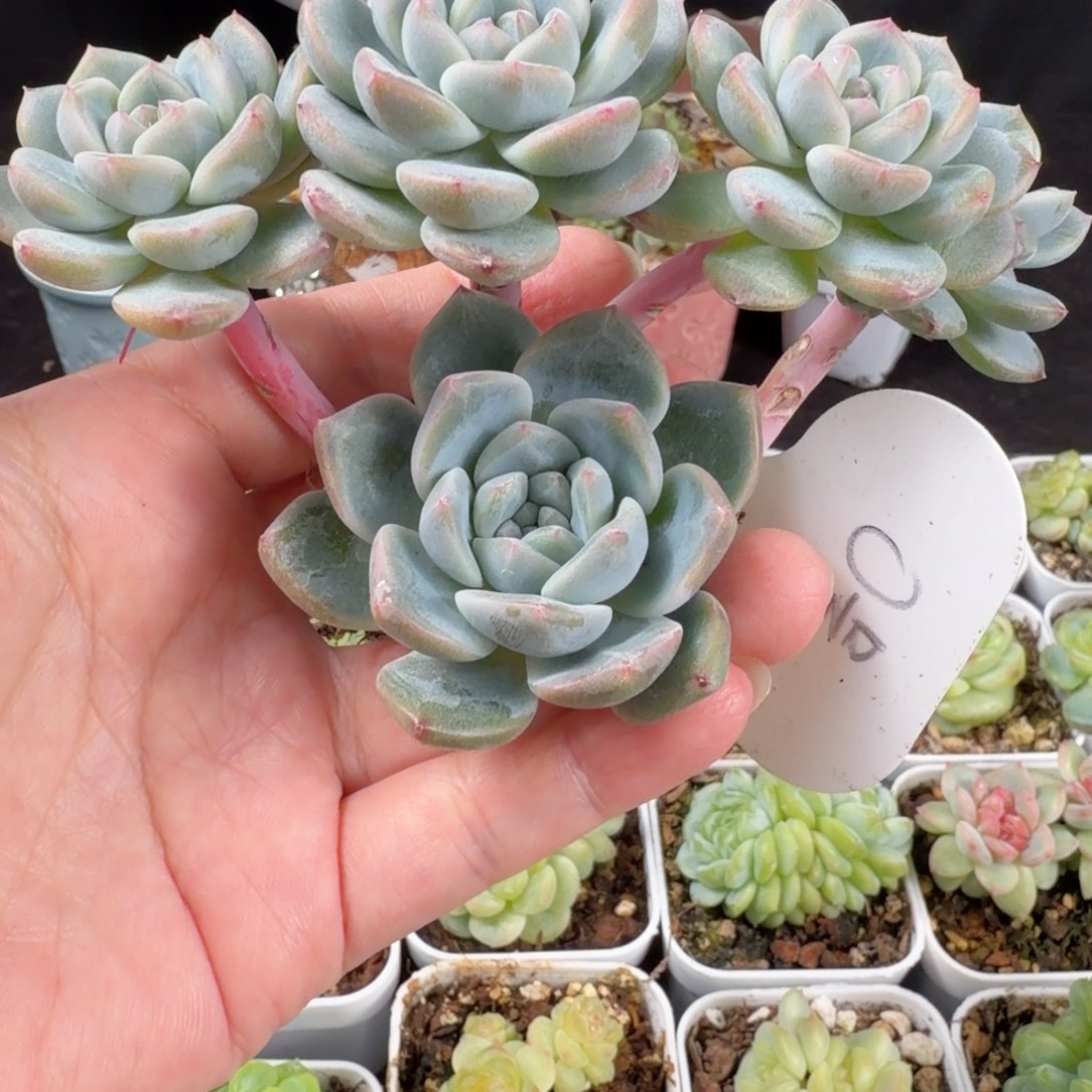 新月五头群0号开播福利