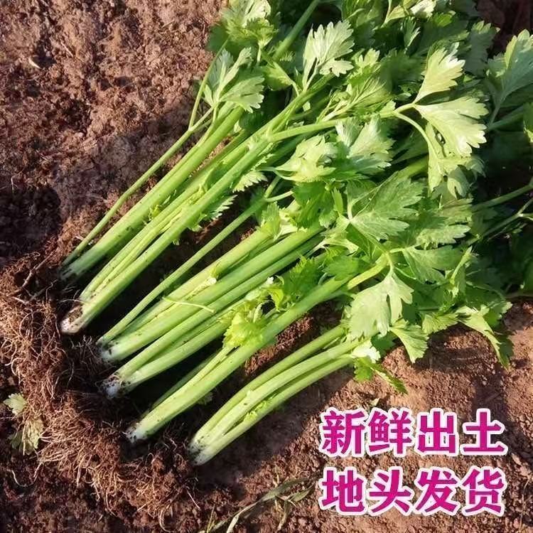 新鲜芹菜、可生吃的低脂蔬菜、玻璃翠小西芹