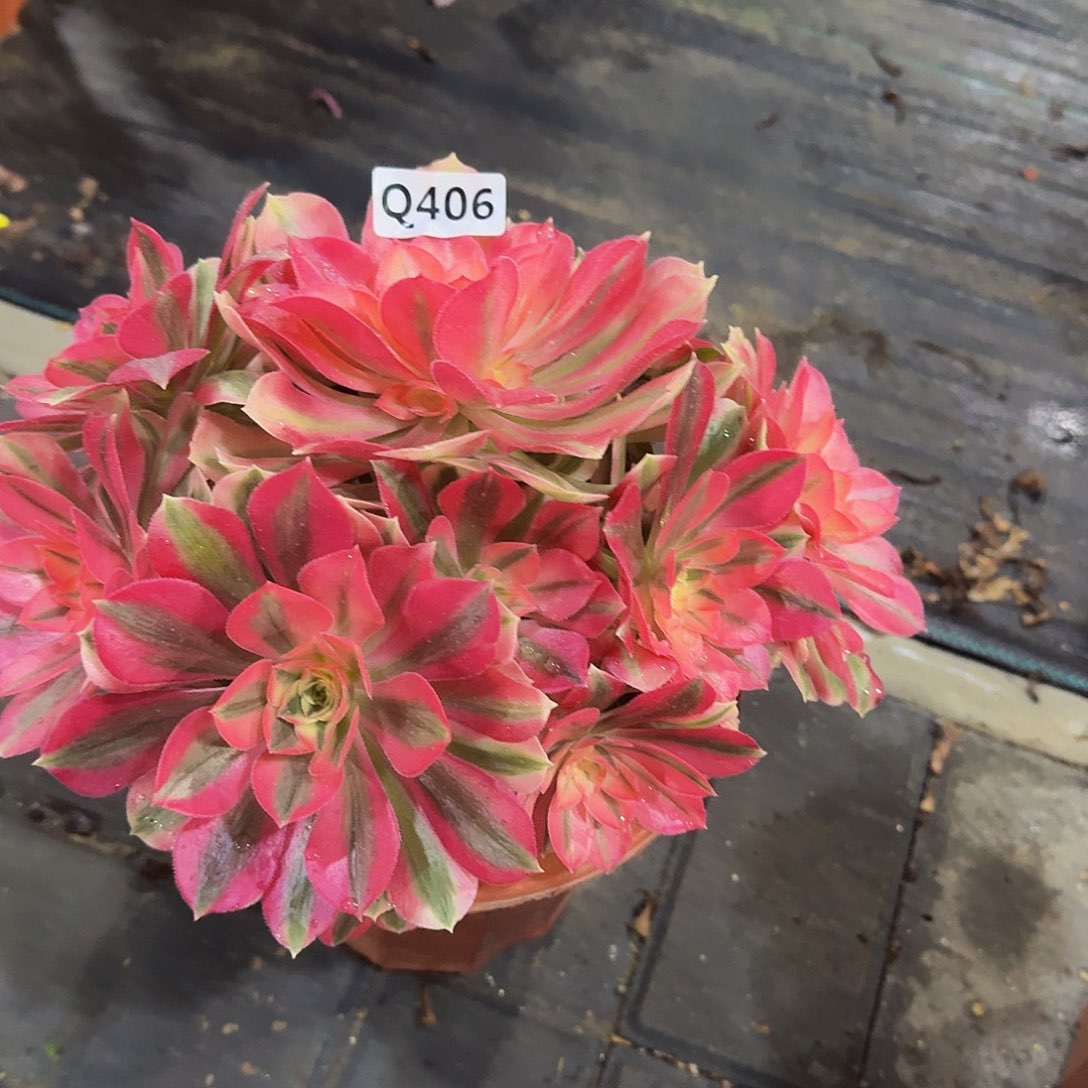 406女巫44冠服24左右不周正