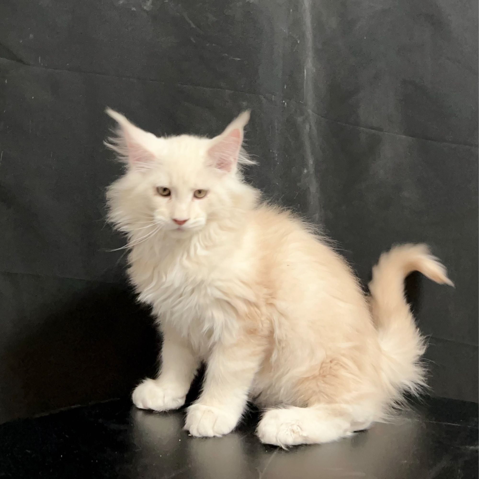 老崔缅因宠物猫咪活体纯种