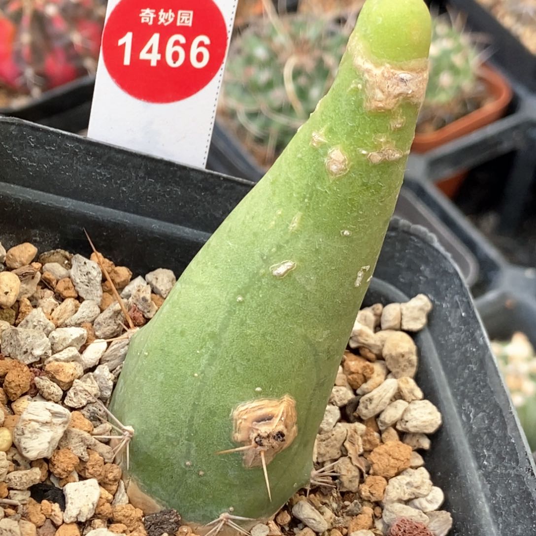 侧面有疤程程柱一颗仙人球