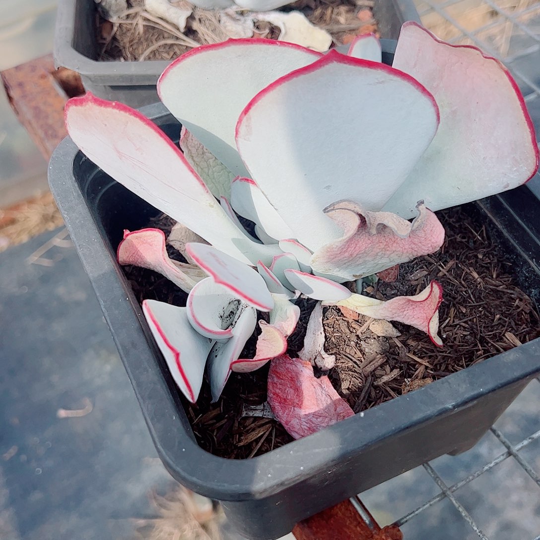 白眉大单头精品特价