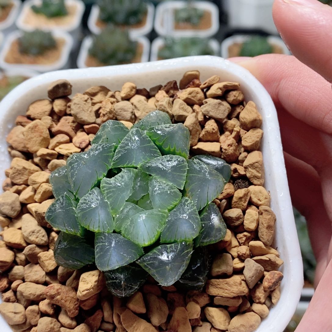 蓝镜玉露多肉植物