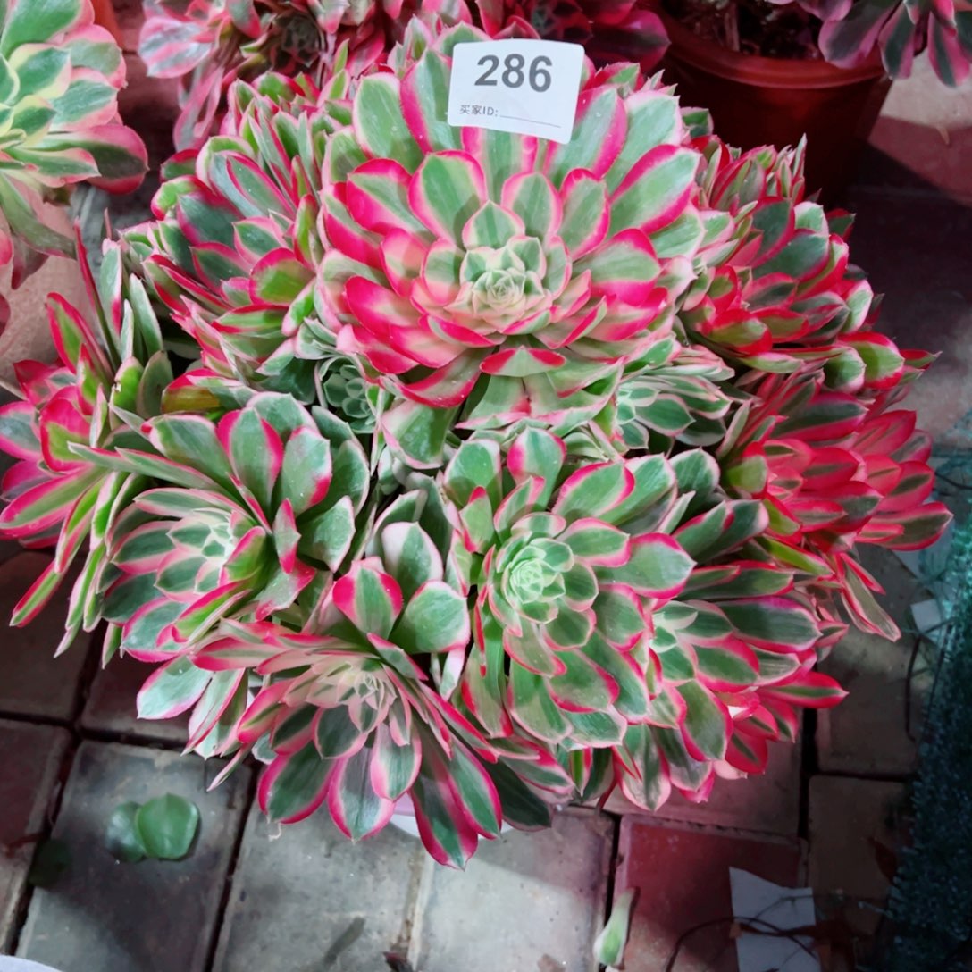 286孔雀翎法师多肉植物
