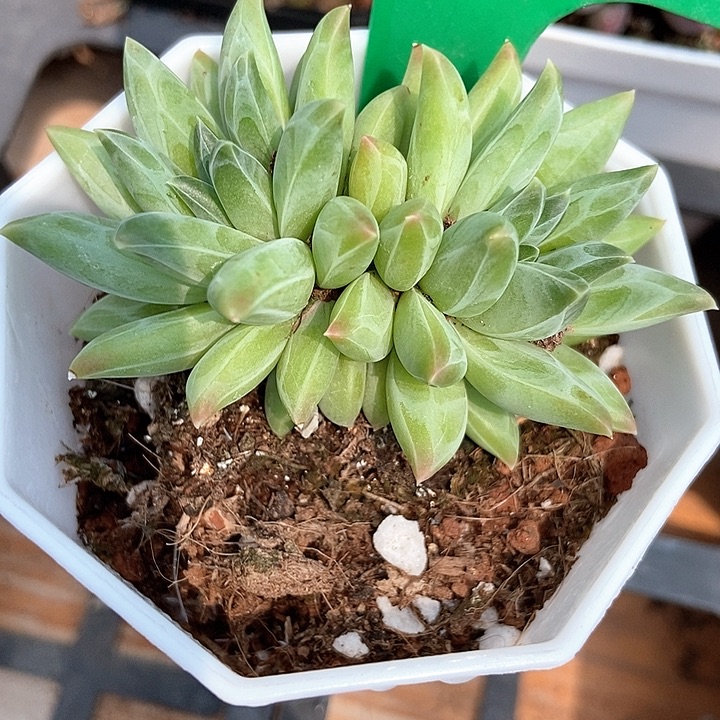 多肉植物幻影美人868多肉